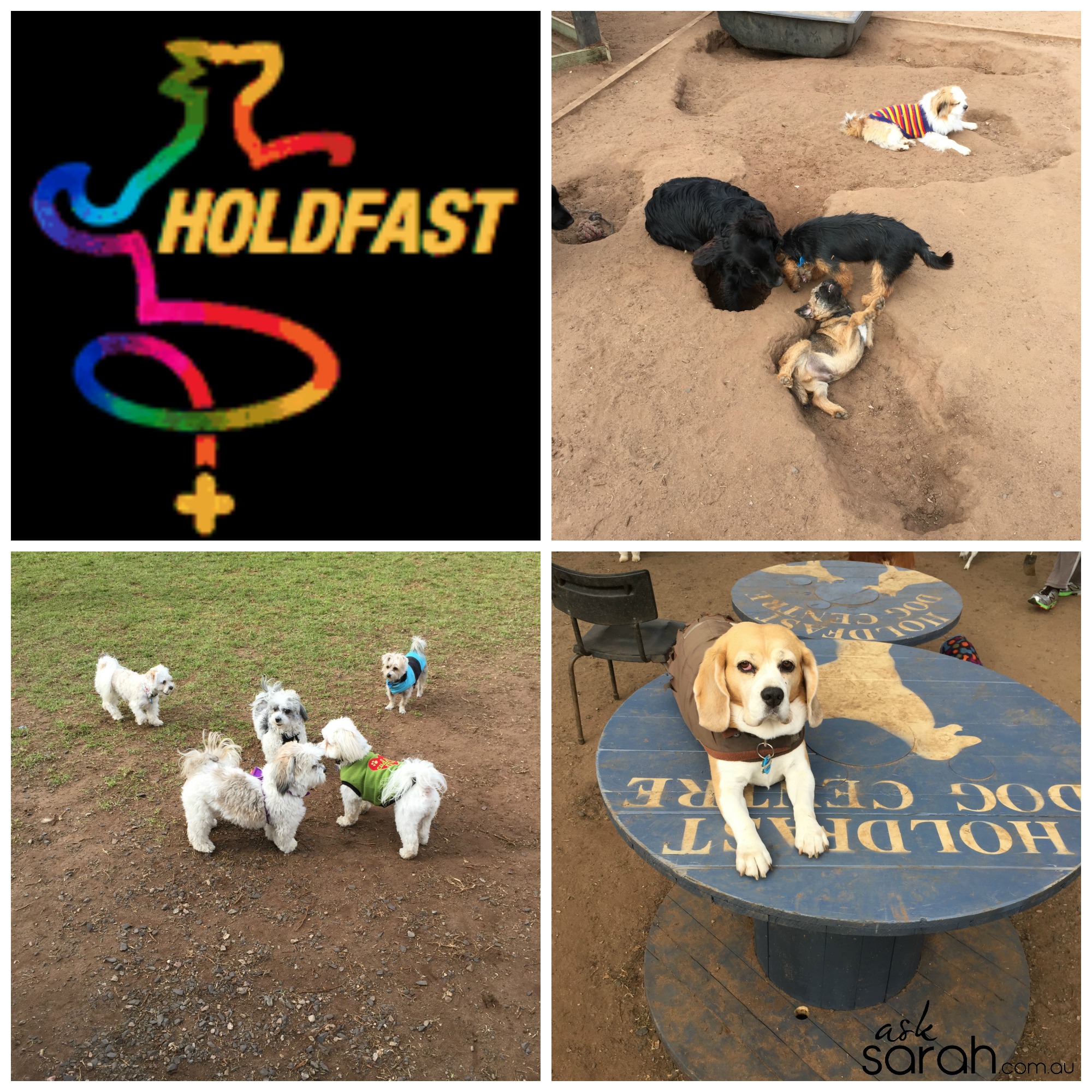 Zac & Reg Get Their Dog On At Holdfast Dog Centre!
