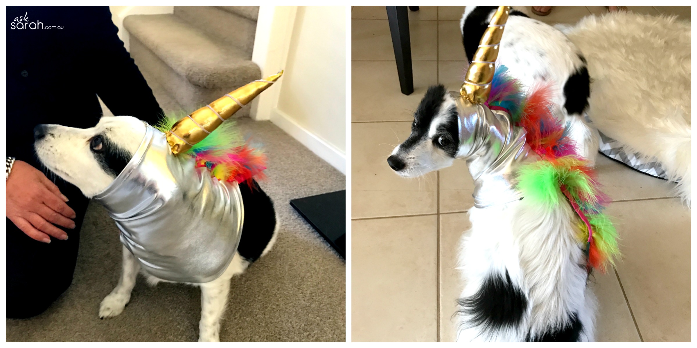 Halloween: Unicorn Horn Dog Costume {DIY Metallic & Rainbow Unicorn Snood Tutorial}